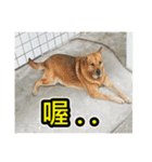 The dog and cat emoticons_2（個別スタンプ：20）