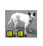The dog and cat emoticons_2（個別スタンプ：26）