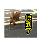 The dog and cat emoticons_2（個別スタンプ：28）