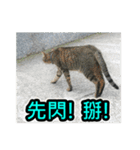 The dog and cat emoticons_2（個別スタンプ：30）