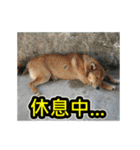 The dog and cat emoticons_2（個別スタンプ：31）