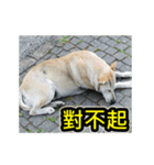 The dog and cat emoticons_2（個別スタンプ：34）