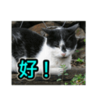 The dog and cat emoticons_2（個別スタンプ：35）