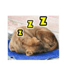 The dog and cat emoticons_2（個別スタンプ：36）
