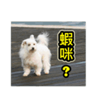 The dog and cat emoticons_2（個別スタンプ：37）