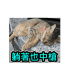 The dog and cat emoticons_2（個別スタンプ：40）