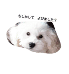 白と黒の犬(リッチおもちぃ)（個別スタンプ：1）