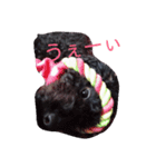 白と黒の犬(リッチおもちぃ)（個別スタンプ：2）