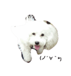 白と黒の犬(リッチおもちぃ)（個別スタンプ：3）