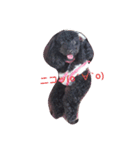 白と黒の犬(リッチおもちぃ)（個別スタンプ：4）