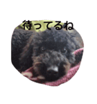 白と黒の犬(リッチおもちぃ)（個別スタンプ：6）