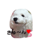 白と黒の犬(リッチおもちぃ)（個別スタンプ：8）