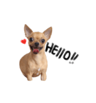 Babe The Good Dog（個別スタンプ：1）