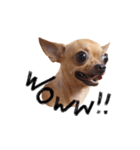 Babe The Good Dog（個別スタンプ：2）