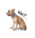 Babe The Good Dog（個別スタンプ：3）