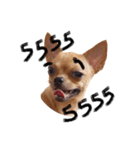 Babe The Good Dog（個別スタンプ：4）