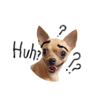 Babe The Good Dog（個別スタンプ：5）