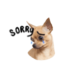 Babe The Good Dog（個別スタンプ：6）