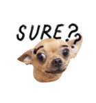Babe The Good Dog（個別スタンプ：7）