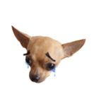 Babe The Good Dog（個別スタンプ：8）