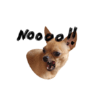Babe The Good Dog（個別スタンプ：11）