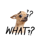 Babe The Good Dog（個別スタンプ：12）