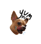 Babe The Good Dog（個別スタンプ：13）