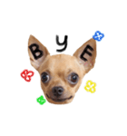 Babe The Good Dog（個別スタンプ：16）
