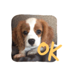 キャバリア sticker（個別スタンプ：1）