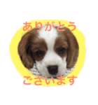 キャバリア sticker（個別スタンプ：2）