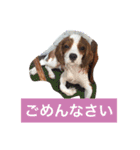キャバリア sticker（個別スタンプ：3）