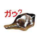キャバリア sticker（個別スタンプ：4）