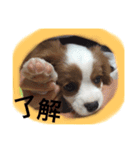キャバリア sticker（個別スタンプ：6）