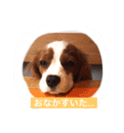 キャバリア sticker（個別スタンプ：8）