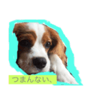 キャバリア sticker（個別スタンプ：10）