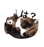 キャバリア sticker（個別スタンプ：14）