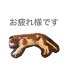 キャバリア sticker（個別スタンプ：16）