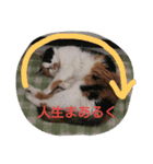 愉快な動物達(関西ver.)（個別スタンプ：1）