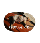愉快な動物達(関西ver.)（個別スタンプ：3）
