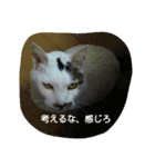 愉快な動物達(関西ver.)（個別スタンプ：16）