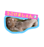 あいどる Peco part.2（個別スタンプ：1）