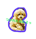 あいどる Peco part.2（個別スタンプ：4）