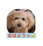 あいどる Peco part.2（個別スタンプ：7）