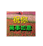 Red Flower images（個別スタンプ：31）
