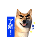 柴犬キバ蔵 弐（個別スタンプ：1）