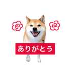 柴犬キバ蔵 弐（個別スタンプ：2）