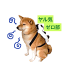 柴犬キバ蔵 弐（個別スタンプ：3）