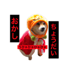 柴犬キバ蔵 弐（個別スタンプ：4）