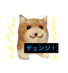 柴犬キバ蔵 弐（個別スタンプ：7）