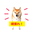 柴犬キバ蔵 弐（個別スタンプ：8）